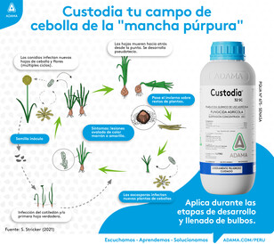 Ciclo Alternaria solani en papa